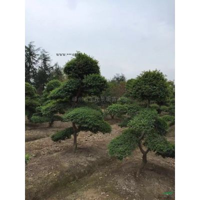 枫香 枫香价格