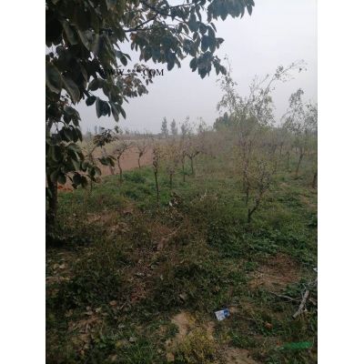 苏生速生白蜡价格便宜 山西有大量的速生白蜡批发价格便宜
