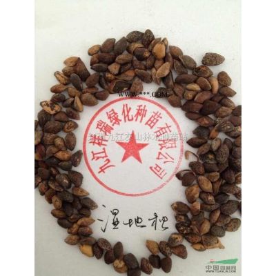 枫香种子九江枫香种子江西枫香种子。