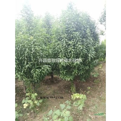 白蜡/白蜡供应/白蜡批发/白蜡价格/白蜡基地/