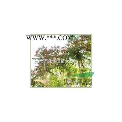 金叶白蜡价格 8-10公分金叶白蜡