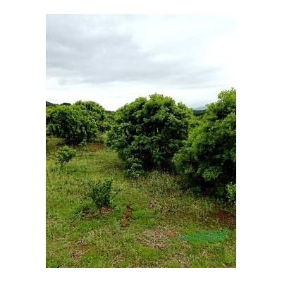 榔榆小苗，3公分，4公分，5公分榔榆小苗价格。