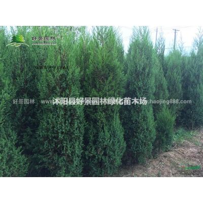 龙爪槐价格_龙爪槐图片_龙爪槐产地_龙爪槐绿化苗木苗圃基地