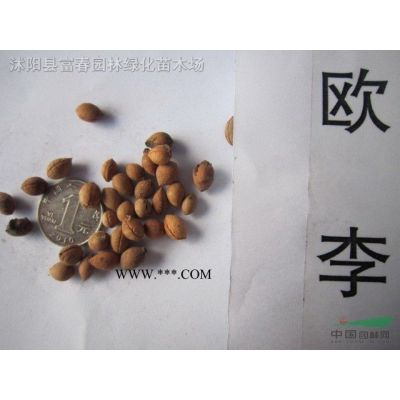绿化乔木垂槐，垂槐苗，别名：槐树，龙爪槐，盘槐