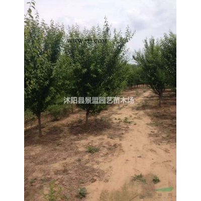 龙爪槐什么季节移植好？