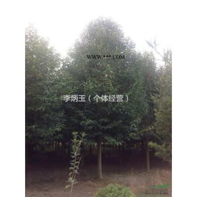 龙爪槐价格  龙爪槐批发基地  龙爪槐价格趋势