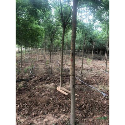 白蜡、国槐、白皮松