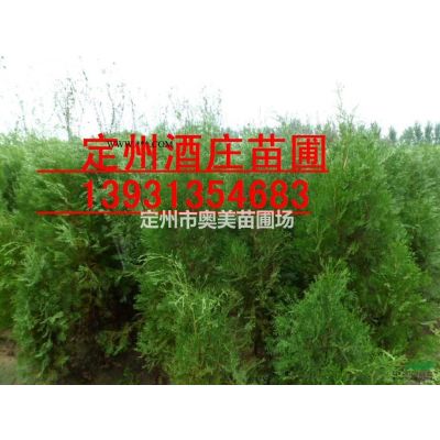 定州2--3.5米的白皮松