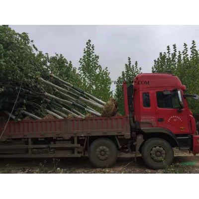 今年采购朴树可以到安徽 本基地大量出售朴树 批发丛生朴树 朴