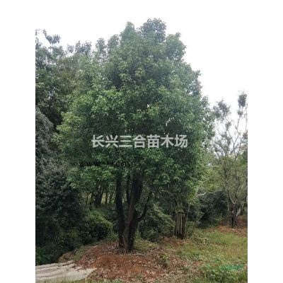浙江地区供应8-18多杆丛生朴树