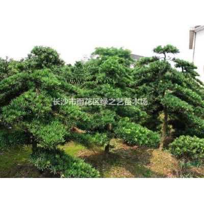 日本樱花 关山樱花 晚樱 5—18公分价格便宜