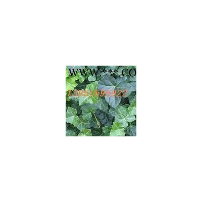 怎样移植樱花红枫紫叶碧桃紫叶李广玉兰榉树国槐合欢成活率才会高