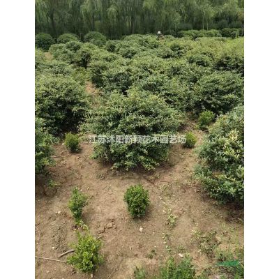 榉树，扑树，乌桕