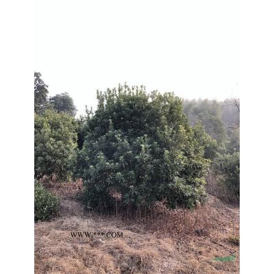 浙江长兴供应30-100公分丛生乌桕、丛生乌桕地苗和移植苗