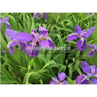 大小规格供应米径2-20公分红叶乌桕规格基地/乌桕价格/乌桕市场行情