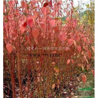 优质特价乌桕 江苏乌桕价格产地直销