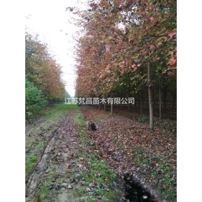合欢树_合欢基地/图片/价格_江苏合欢行情报价图片展示