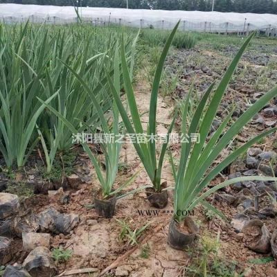 大量销售供应合欢树--合欢树苗