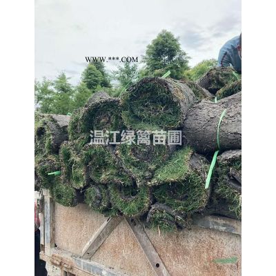 乌桕种植基地