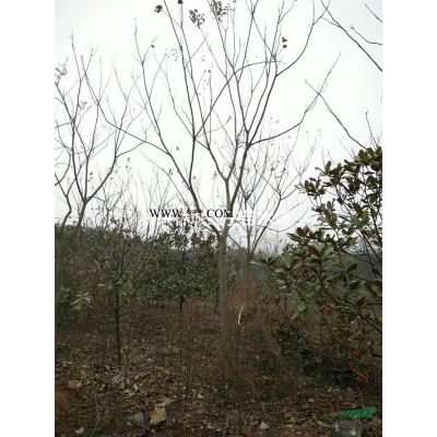 浙江提供重阳木15-20公分