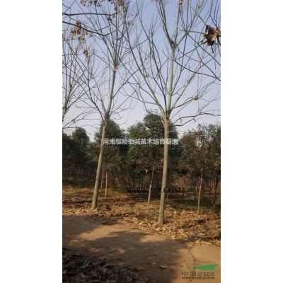 河南省，许昌市，供应8公分合欢