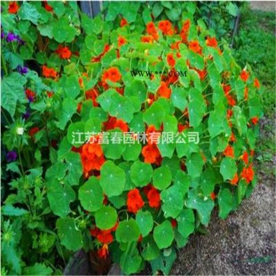 乔木-白蜡，白蜡苗，白腊树，白腊价格，沭阳白蜡