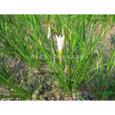 白蜡产地、白蜡价格、河南白蜡种植基地、白蜡树绿化效果