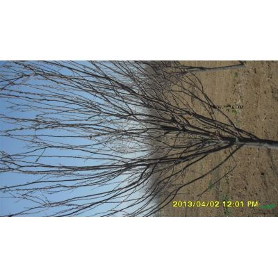 山东白蜡，山东白蜡种植销售，白蜡价格，泰安本昌樱花苗木基地