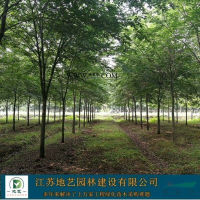 大量出售龙爪槐、龙爪槐价格、龙爪槐图片、生产基地