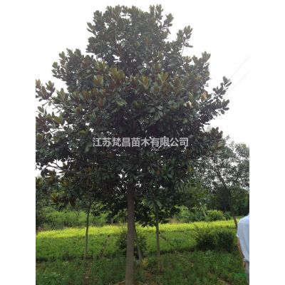 供应龙爪槐_垂槐苗木