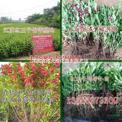 供应龙爪槐 4-10公分龙爪槐价格 垂槐树苗 物优价廉 直销