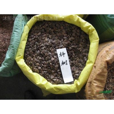 直销乔木-白皮松，白皮松直销基地，又名虎皮松、三针松，白果松