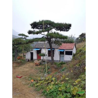 山东造型松、景观松、油松、黑松、樟子松、白皮松、泰山松