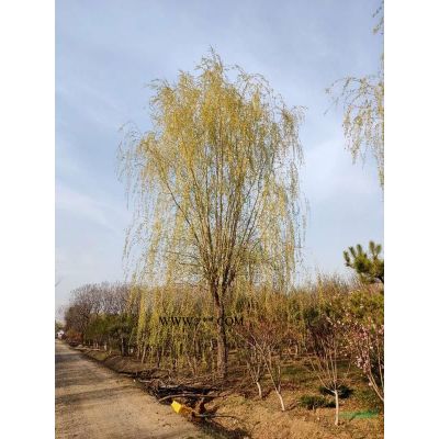 高2.5-6米白皮松北京大苗圃基地购树木市场排名价格