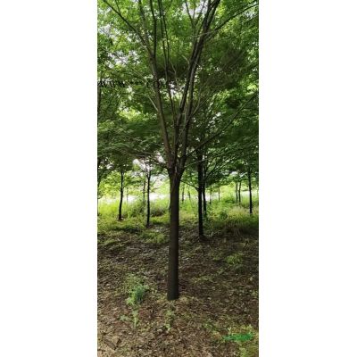 大量供应樱花3-10公分