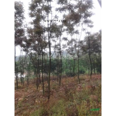 浙江长兴供应胸径10--50公分各种规格的朴树