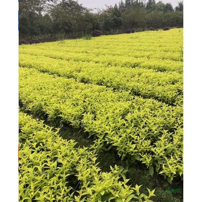红花双色杯美女樱花基地，美女樱价格