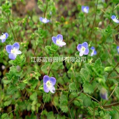 乌桕，乌桕苗，又名腊子树、桕子树，乌桕基地，乌桕树价格