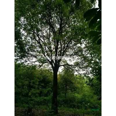 合欢行情报价\合欢图片展示