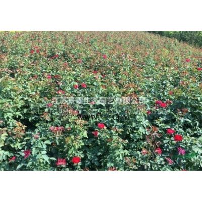江苏景曜生态苗木基地/供应/重阳木/图片/产地直销/批发价格