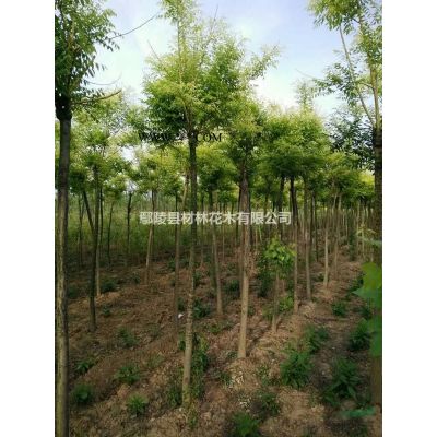 河南乌桕种植花木基地，乌桕价格，乌桕批发，乌桕直销