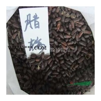 批发合欢树苗 绿化工程合欢小苗 绿化花卉苗木