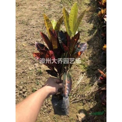 优质特价福建漳州重阳木产地直销