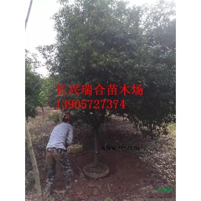 湖州合欢树 长兴合欢 合欢树价格