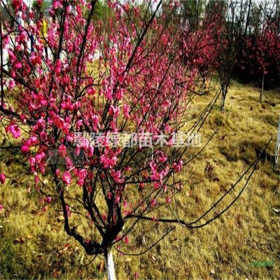 景观树 造型树批发 造型女贞 造型松 造型对接白蜡 各种规格风景树
