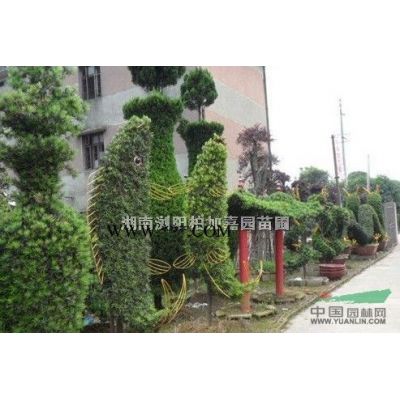 20cm枫香供应/20cm枫香图片