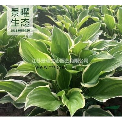 榔榆的产地在哪里/哪里便宜/江苏景曜生态基地直销批发价格图片