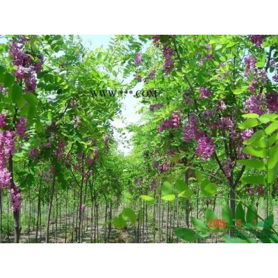 河北保定国槐苗圃专业供应金叶垂槐 金叶龙爪槐