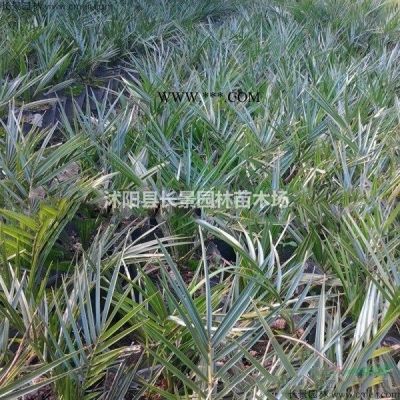 白皮松种子价格哪里比较低？白皮松种子产地在哪里？