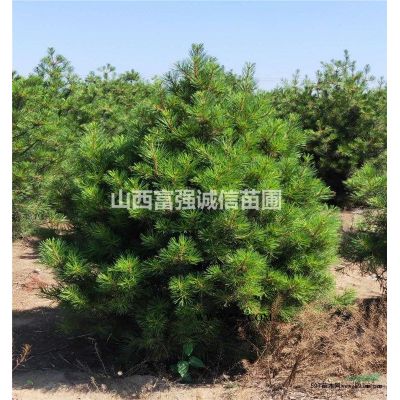 1米白皮松.山西白皮松.占地白皮松.1.5米白皮松.2米白皮松.3米白皮松.白皮松价格